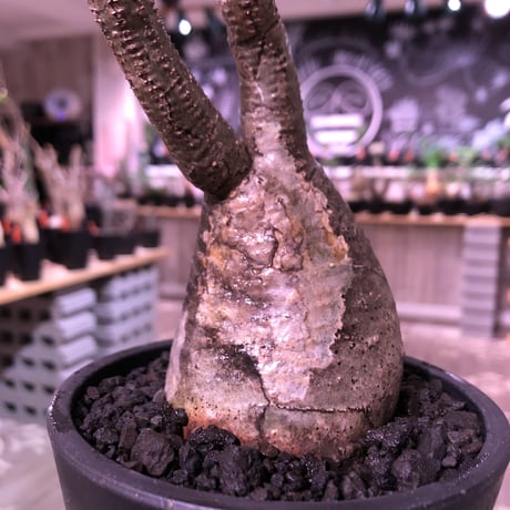 packypodium  gracilius《M  size》※現地球発根済株‼︎※A面は恐竜の卵柄が入り、B面は現地焼けのある小さめでもぼってり🥚卵型樹形‼︎※mad black pot植え