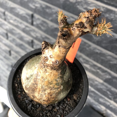 pachypodium gracilius《大きめS size》球体良樹形※現地球発根後店主国内管理3年株※weight低き短枝で360度球体良樹形※mad black pot植え
