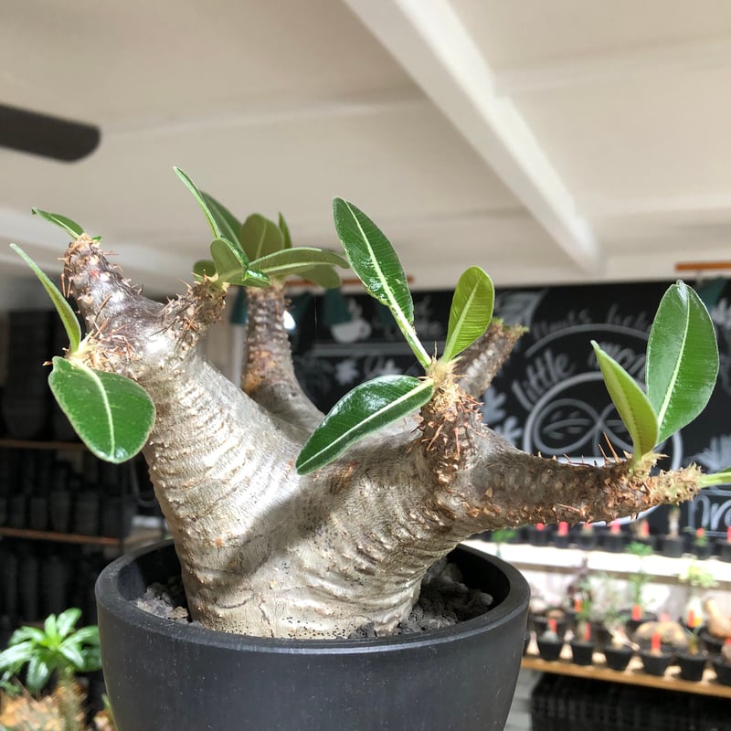 pachypodium enigmaticum《L size》※現地球株発根済※ワイルドな極太