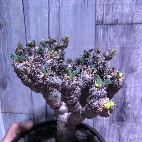 euphorbia     gullaumniana《M size》