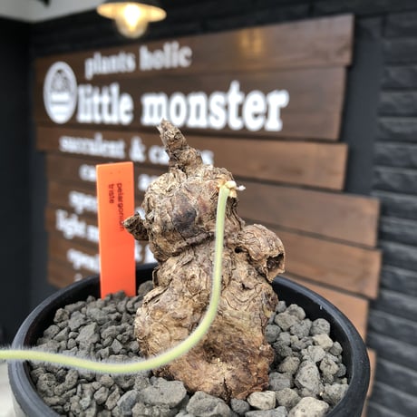 pelargonium triste《大きめM  size》※現地球発根済株※店主国内管理3年株※サイドに朽くしエグれた傷跡を持ち、weight低くぼってり株※mad black bowl pot植え