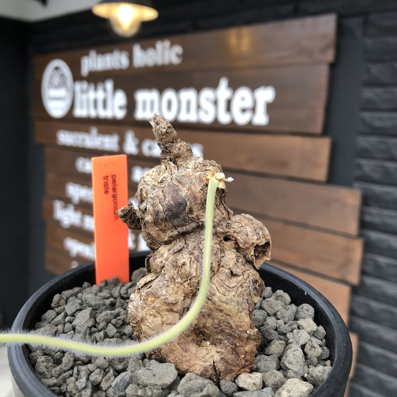 大株 ペラルゴニウム トリステ 現地株 発根済 発根後3年管理株