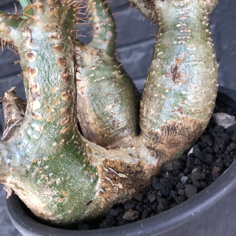 pachypodium gracilius 《L size》希少‼︎green肌 &ぼってり3-he'd株※現地球発根後店主国内管理4年株※weight低く両A面株※black bowl pot植え