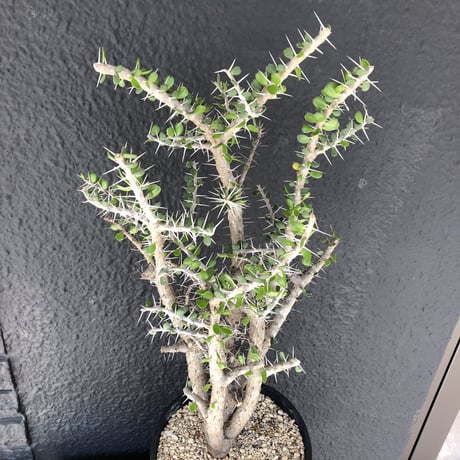 alluaudia    comosa《XL size》