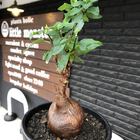 euphorbia hedyotoides《L size》球体大株※現地球株発根済※中々出会えないほど丸み強き塊根と良き枝振りが堪らない美しい一株‼︎※black pot植え