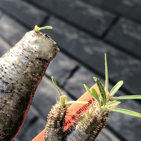 pachypodium gracilius《大きめS size》w-he'd株※現地球発根後店主国内管理3年株※weight低く丸みも強き良樹形株※mad black pot植え