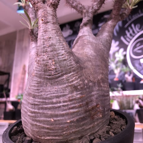 packypodium  gracilius《L size》※現地球株  発根済み株‼︎  （限定1株）ぼってり体型に激しい枝振り‼︎オススメ株‼︎※mad black pot植え