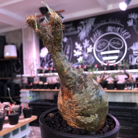 pachypodium  gracilius《小さめM size》一部希少green肌※現地球発根済株※店主国内管理2年株※捻くれ枝を持つ不格好さがかわいい一株※mad black pot植え