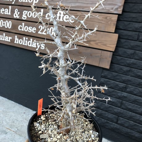 commiphora  simplicifolia《L  size》シルバーの枝と棘‼︎