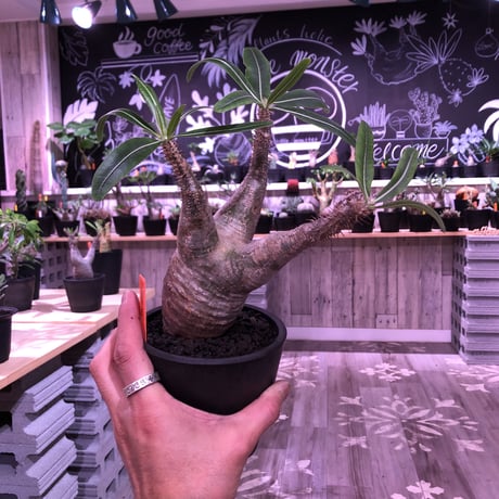 pachypodium  gracilius《M size》※現地球株  発根済み株‼︎  （限定1株）バランスの取れた手乗りサイズ　※mad black pot植え