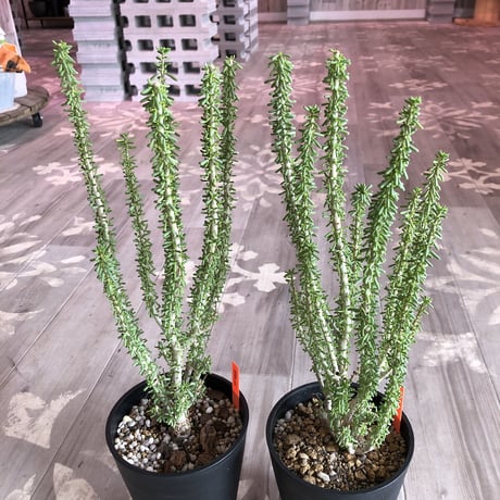 ceraria   namaquensis《L size》
