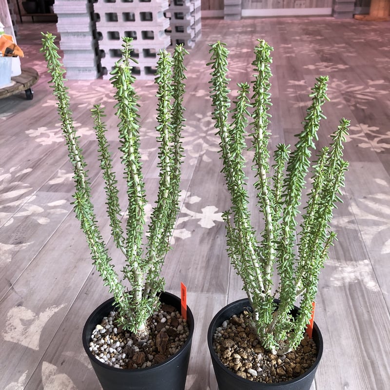 ceraria namaquensis《L size》 | plants holic