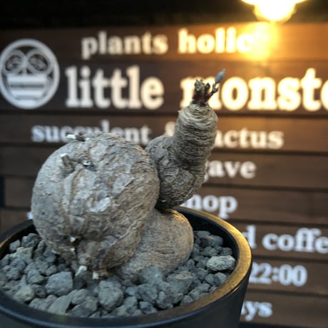 euphorbia  primulifolia 《L size》※現地球発根済株※店主国内管理4年株※ヤバい程ぼってりカタツムリ樹形のbig塊根を持つ激オススメ株‼︎※mad black pot植え