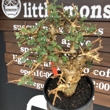 commiphora  stocksiana《大きめL size》※現地球発根後店主国内管理12年株※weight低く長年枝も太く作り込んだ佇まいが堪らない一株※鉄鉢植え