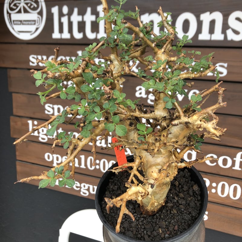 commiphora stocksiana《大きめL size》※現地球発根後店主国内管理1