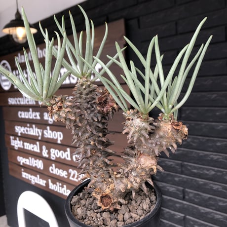 tylecodon  wallichii  和名＝奇峰錦《大きめM size》※現地球発根後店主管理5年株※美しく大きめで低重心良樹形な一株※ mad black pot植え