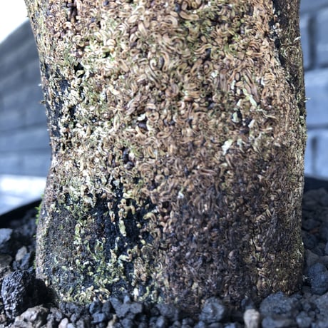 xerophyta trichophylla《S size》※現地球発根後店主国内管理2年株※驚愕強靭株※株元太めな一株※mad black pot植え