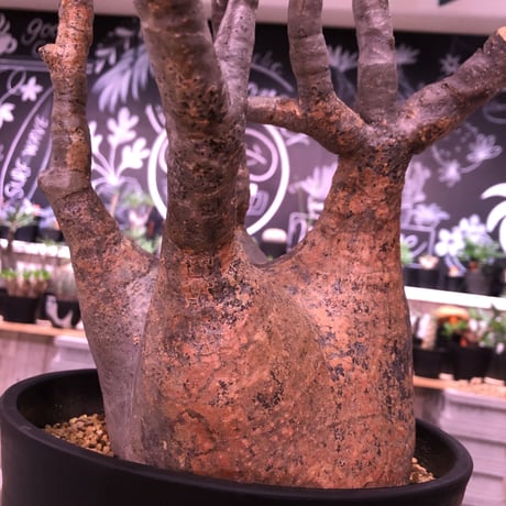 packypodium  gracilius《L L size》※現地球発根済み株‼︎  （限定1株）※現地での株焼けと表皮の質感が堪らない‼︎✨驚愕‼︎1周年感謝株No.①✨