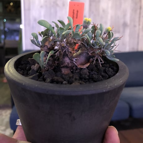 othonna   euphorbioides《S  size》mad black pot植え　※株元から四つに分岐した枝ぶり激しき株‼︎
