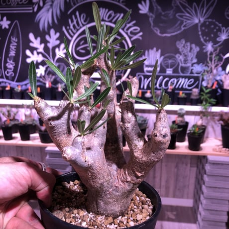 packypodium    inopinatum 《M size》発根済み株‼︎ 荒々しい肌質