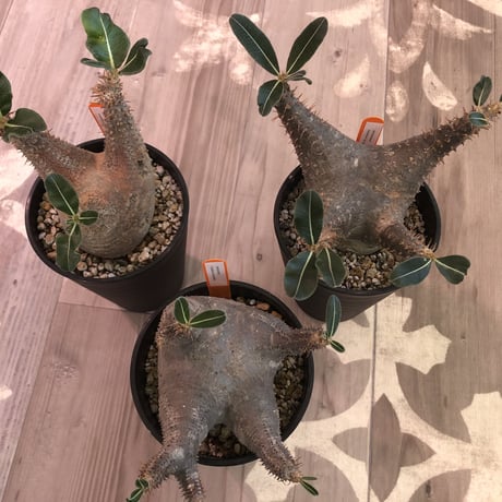 packypodium   roslatum  var.  cactipes《M size》