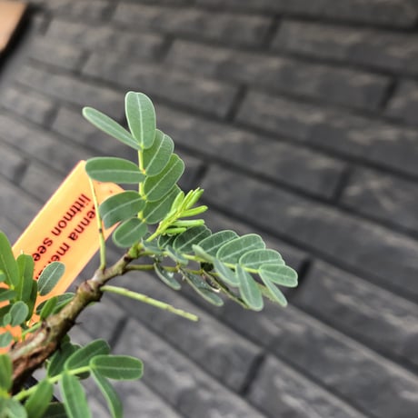senna  meridionalis《 S size》littmon seed🌱※小振りながら大切に育てた成長楽しみ可愛いセンナ※mad black pot植え