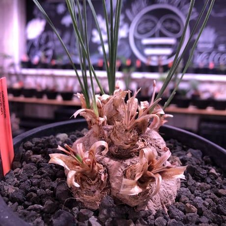 calibanus hookeri（大きめM size）※現地球発根済株※店主国内管理5年株※大変育てやすく地植えも可能な強靭フーケリー‼︎※mad black pot植え