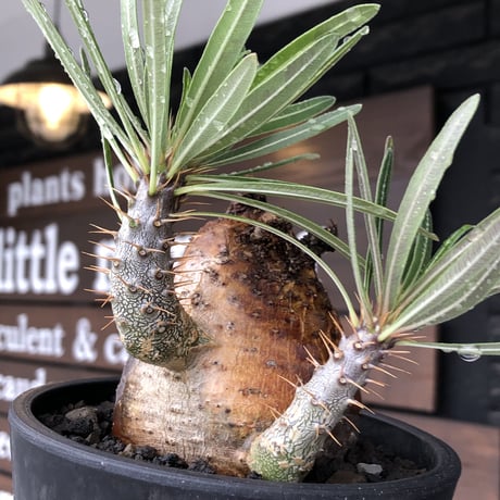 pachypodium gracilius《大きめM size》※現地球株発根済※成長点潰れ&ワイルド現地焼け肌‼︎子孫繁栄意識高く胴吹き枝の装いが堪らない良樹形※mad black pot植え