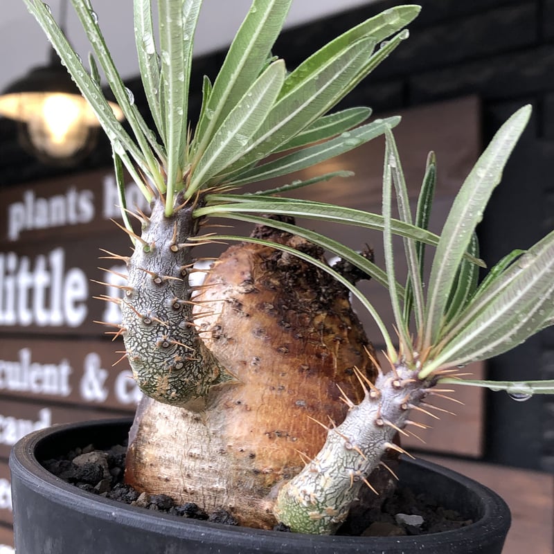 【植物引退】特大　グラキリス　現地球 パキポディウム グラキリス【S】現地球/発根済 PGS-9 | Laule'a