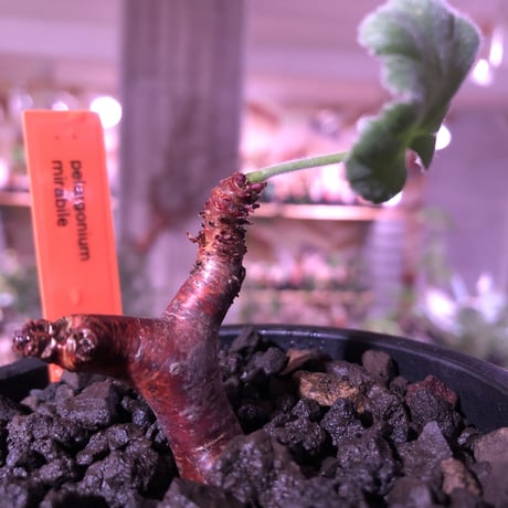 pelargonium  mirabile《S size》※現地球発根済株※今後輸入が厳しいミラビレ🌱誰もが愛おしく堪らないと感じる冬型の人気者※mad black pot植え