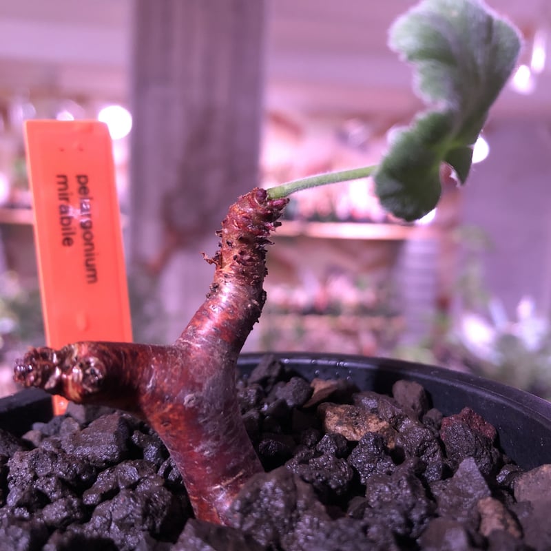 pelargonium mirabile《S size》※現地球発根済株※今後輸入が厳しいミ