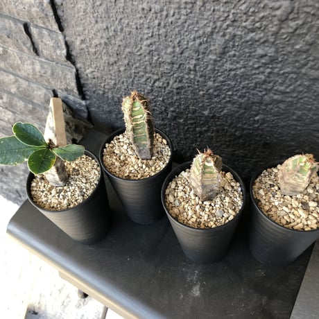 euphorbia    neohumbertii《噴炎竜》