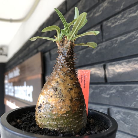 pachypodium gracilius《S size》希少‼︎green &brown肌＆現地焼け※現地球発根後店主国内管理3年株※味深きcontrastが堪らない※mad black pot植え