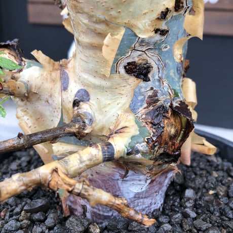 commiphora  holtziana《LL size》驚愕‼︎極太株※現地球発根後店主国内管理3年株※灌木が故の渋さ佇まいが堪らない渾身の極太wild株※mad black bowl pot植え