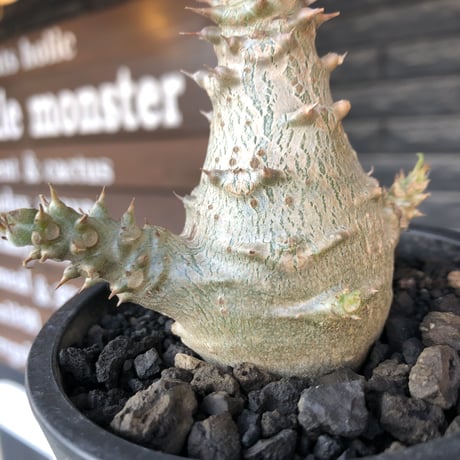 pachypodium windsorii《M size》※選抜littmon seed🌱※weight低き極ぼってり株元&枝振りも◎良樹形※mad black pot植え
