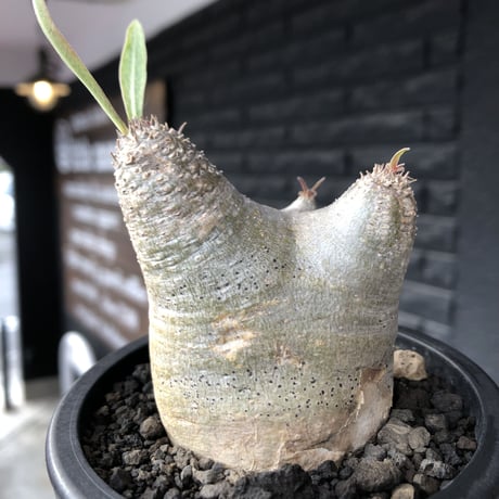 pachypodium gracilius《大きめS size》※極短枝ぼってり株※現地球発根後店主国内管理3年株※極めて短枝且つツルツル肌のぼってりトトロ樹形※mad black pot植え