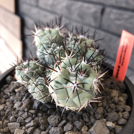 ortegocactus macdougallii《L size》※現地球発根後店主国内管理5年株※美しくもエグい群生極美株‼︎※mad black bowl pot植え