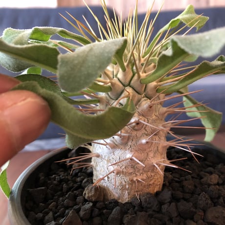 packypodium  namaquanum  光堂《M size》希少極美株‼︎ 冬型パキポ‼︎ ※mad black pot植え　店主管理４年株