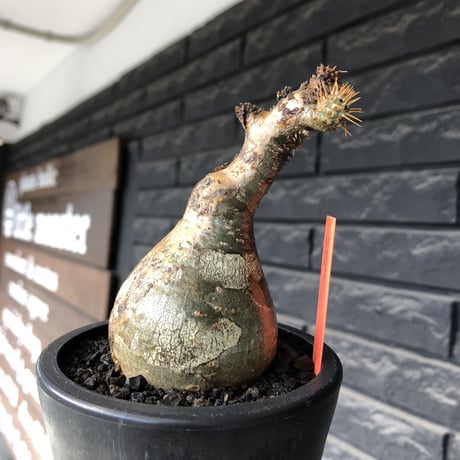 pachypodium gracilius《大きめS size》球体良樹形※現地球発根後店主国内管理3年株※weight低き短枝で360度球体良樹形※mad black pot植え