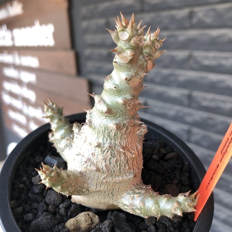 pachypodium windsorii《M size》※選抜littmon seed🌱※weight低き極ぼってり株元&枝振りも◎良樹形※mad black pot植え