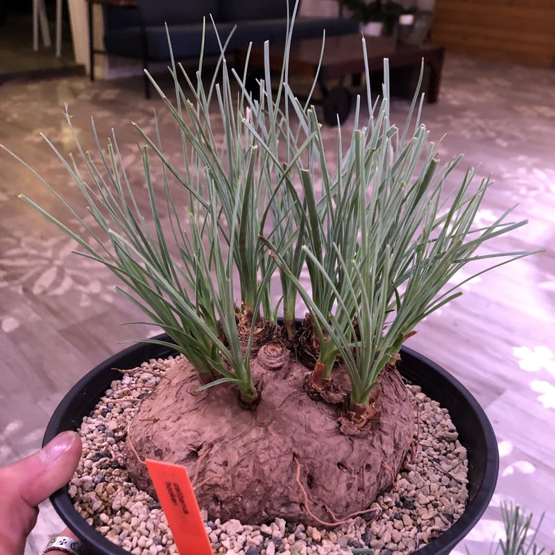 calibanus hookeri《L size》希少・極美株 | plants holi