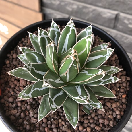 agave  笹の雪《大きめM size》※現地球発根後店主国内管理2年株※締まり良きbalanceも美しいbest size※blackプラ鉢植え