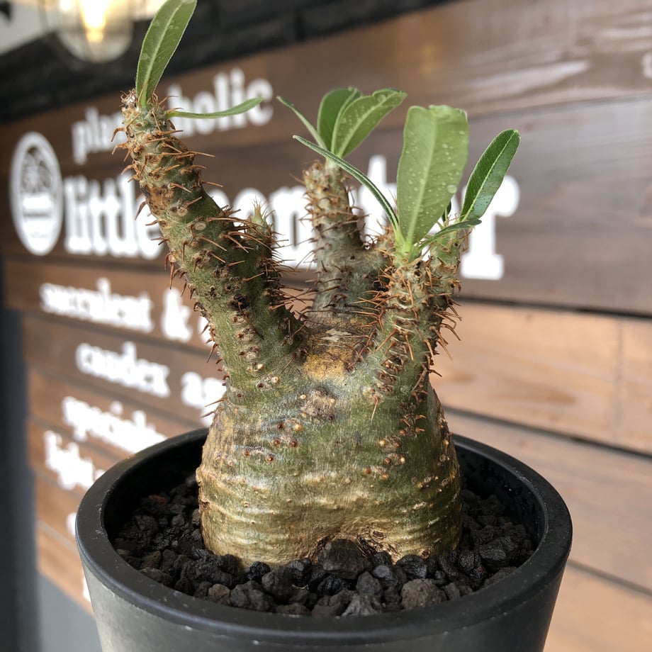 6028a68cc19c4519a69a91cf