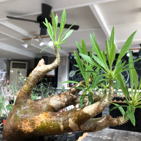 pachypodium inopinatum《L size》※現地球株発根済※斜面に自生のため好きな方には刺さる捻くれバランスの可愛さと良枝振りな一株※black bowl pot植え