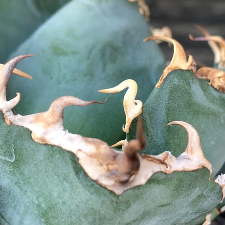 agave titanota  白鯨強棘陽炎bowl type《L size》※現地球株発根済※ウネウネ最高の鋸歯に幅広肉厚ボウルタイプ※black bowl pot植え