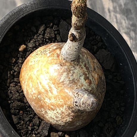 pachypodium gracilius《S size》希少‼︎yellow肌＆球体株※現地球発根後店主国内管理2年株※360度まん丸球体樹形の堪らなくかわいい一株※mad black pot植え
