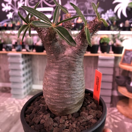packypodium  gracilius 《S size》  ※現地球発根済み株※大変 balance良き王道グラキ‼︎※mad black bowl pot植え