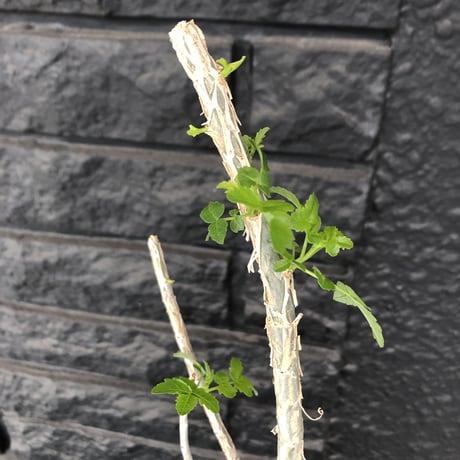 bursera  fagaroides《M size》※剪定後再芽吹き済株‼︎※大変上品な人気灌木ファガロイデス‼︎※mad black pot植え