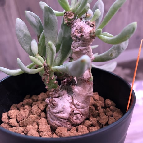 othonna   clavifolia《S size》