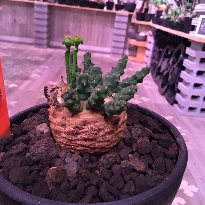 超希少タコモノ】ユーフォルビア フスカ01 (Euphorbia fusca